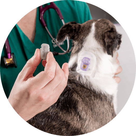 GluCurve CGM attached to a dog