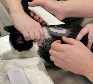 GluCurve CGM attached to a cat