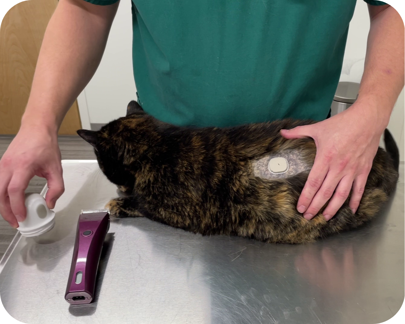 GluCurve CGM attached to a dog