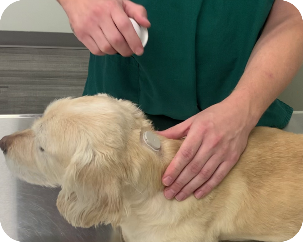 GluCurve CGM attached to a dog